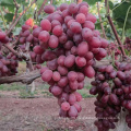 China Vitamin Rich Red Globe Crimson Seedless Grape